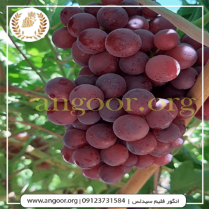 انگور فلیم سیدلس min
