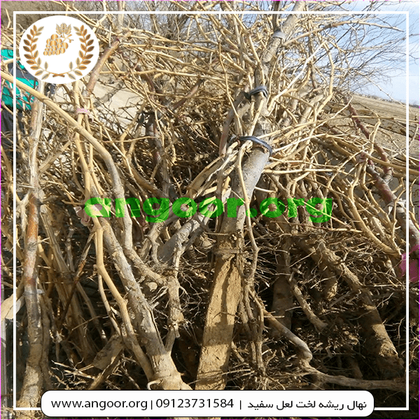 نهال ریشه لخت لعل سفید min