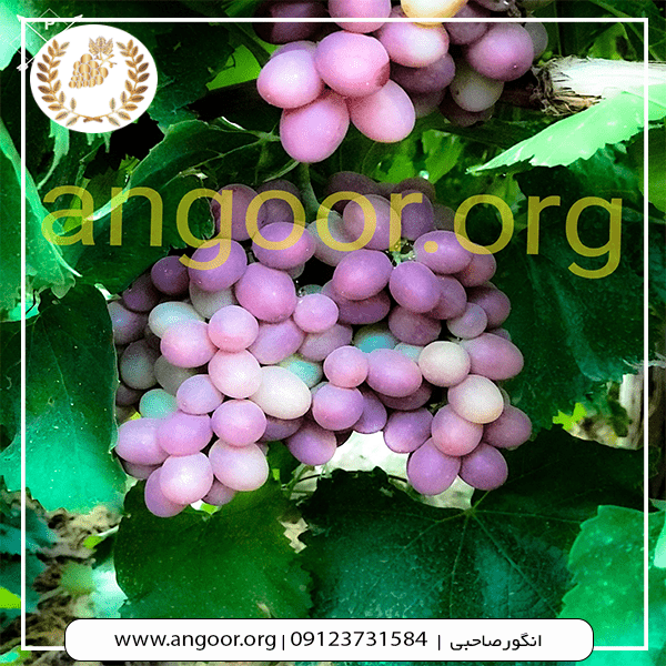 انگور صاحبی min