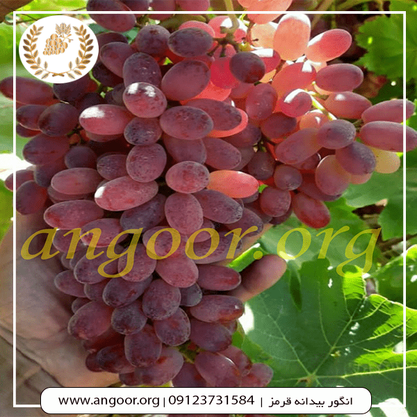 نهال انگور بیدانه قرمز min