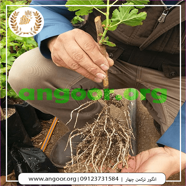 نهال انگور ترکمن چهار min