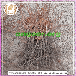 نهال ریشه لخت انگور لعل سیاه min