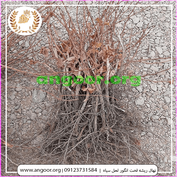 نهال ریشه لخت انگور لعل سیاه min